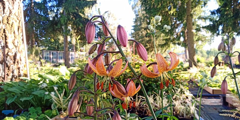 Lilium martagon 'Fairy Morning'